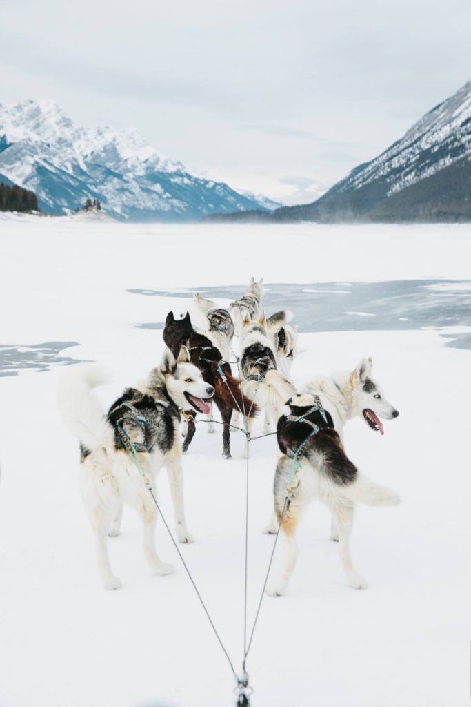 Sled dogs 