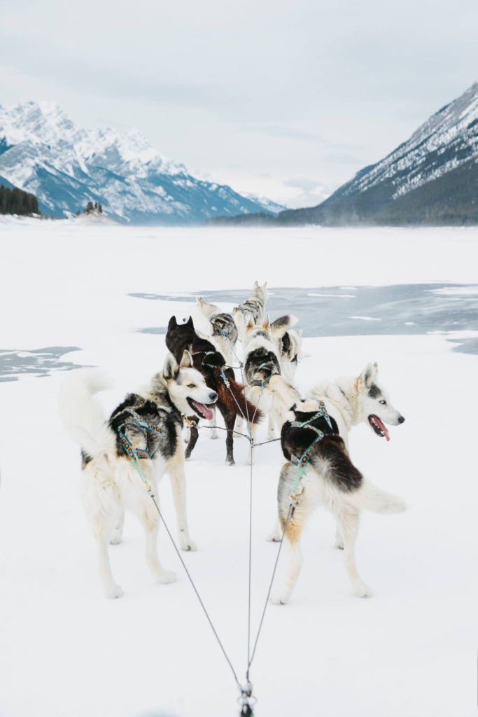 Dog sledding